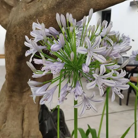 Opuntia Boutique 3* Mijas